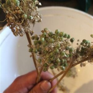 Landrace Gardening: True Garlic Seeds Image